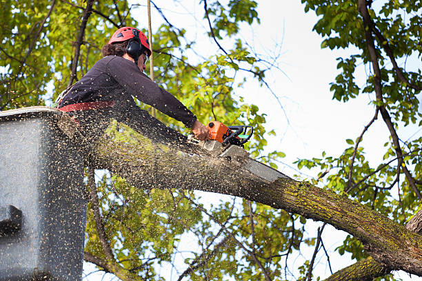 Best Tree Cabling and Bracing  in Southside, AR